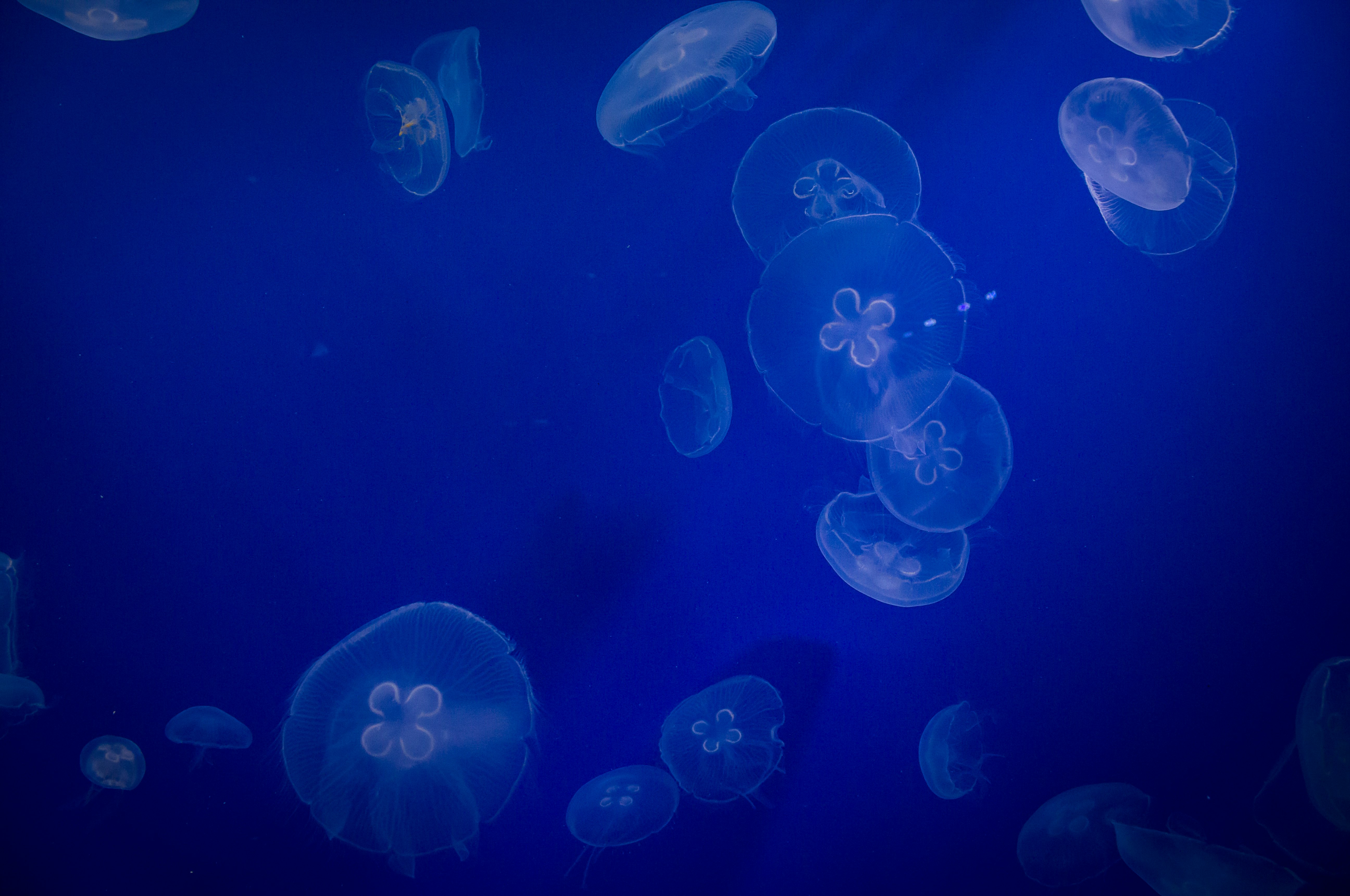 jellyfish underwater